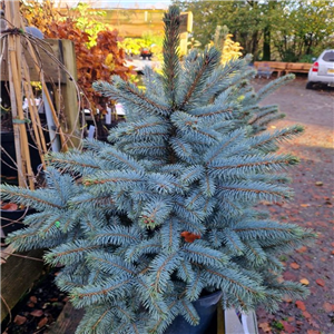 Picea Pungens 'Super Blue'